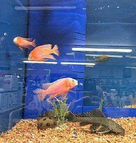 cichlid fish aquarium 