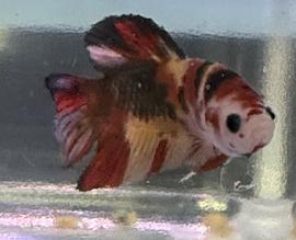 betta fish aquarium fresh water